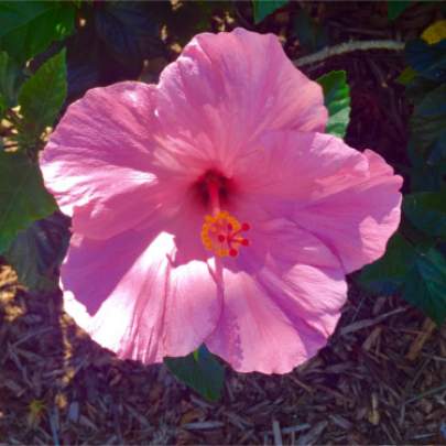 Hibiscus flower