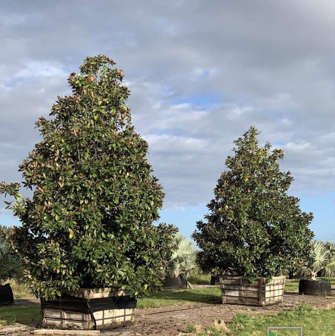 Magnolia Tree