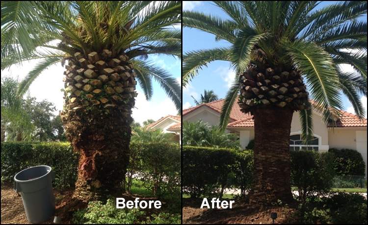 Palm tree before and after