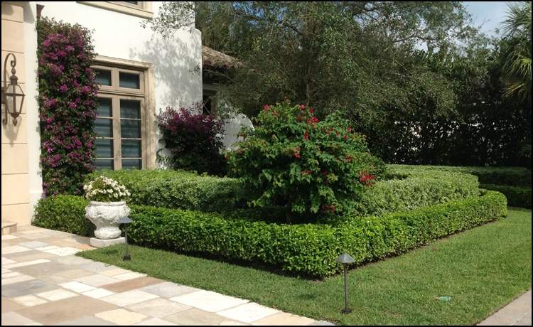 Neatly trimmed front lawn with hedged bushes