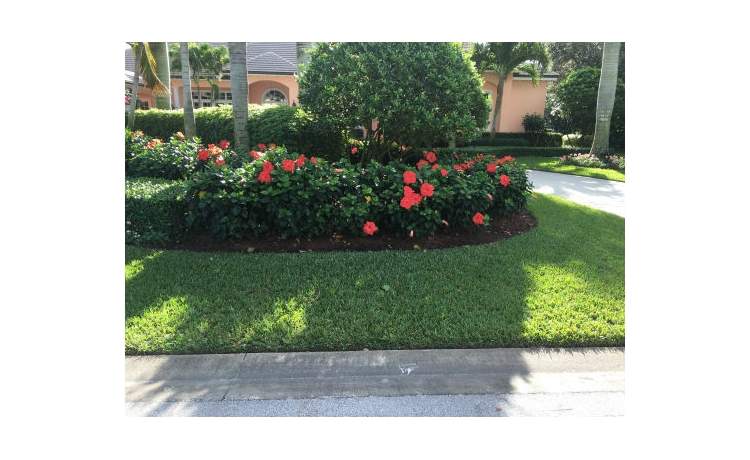 Hibiscus flowers in front of tree